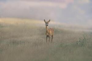 uno hermosa hueva ciervo gama soportes en un prado en verano foto