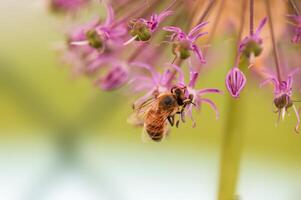 bee collecting pollen from a seasonal plant photo