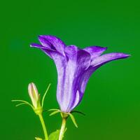 a soft flower blossom in a nature garden photo