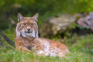 un salvaje lince es ocultación en el bosque foto