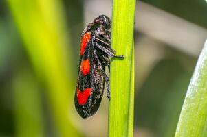 red black blood cicada beetle in nature season meadow photo