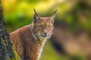 un salvaje lince es ocultación en el bosque foto