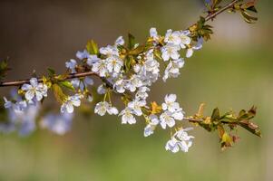 a Branch with white cherry blossom buds photo