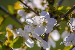 un rama con blanco Cereza florecer brotes foto