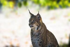 un salvaje lince es ocultación en el bosque foto