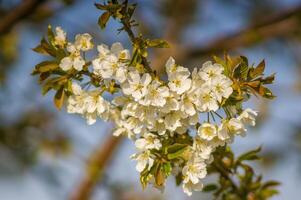 un rama con blanco Cereza florecer brotes foto