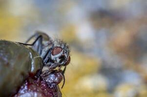 small macro fly in wild life nature photo