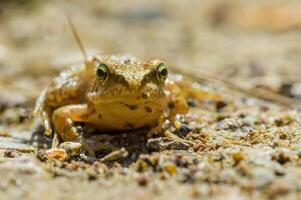 slippery frog in a pond in nature photo