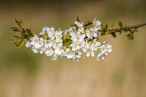 a Branch with white cherry blossom buds photo