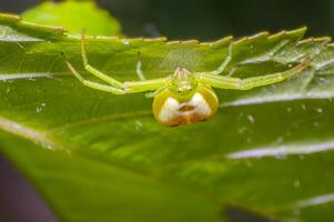 green pumpkin spider on cherry leaf in fresh season nature photo