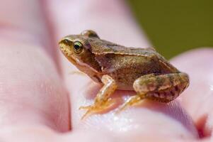 slippery frog in a pond in nature photo