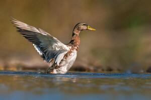 duck starts the flight on a pond photo