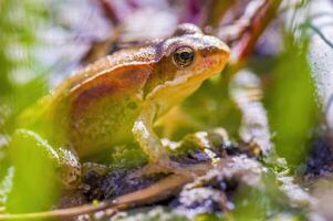 resbaladizo rana en un estanque en naturaleza foto