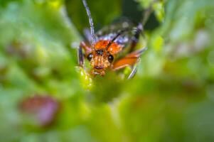 small red bug in green nature garden photo