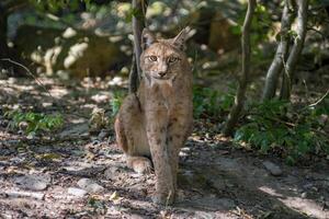 un salvaje lince es ocultación en el bosque foto