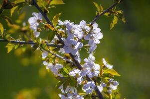 un rama con blanco Cereza florecer brotes foto