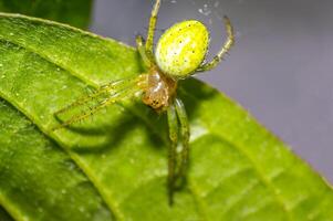 tiny spider on green leaf in fresh season nature photo