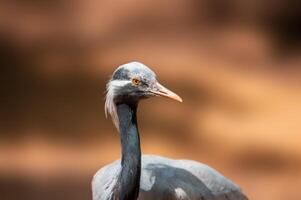 heron observes nature and looks for food photo