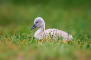 joven cisne polluelo en un verde banco foto