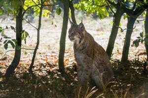 un salvaje lince es ocultación en el bosque foto