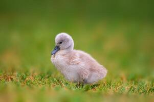 young swan chick on a green bank photo