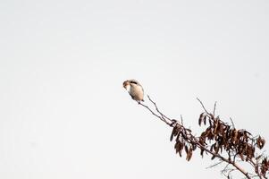 rojo Respaldados alcaudón observa naturaleza y mantiene un ojo fuera para comida foto