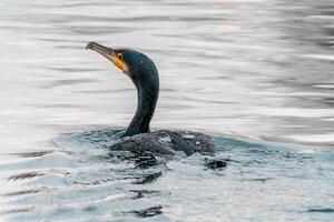 cormorant observes nature and looks for food photo