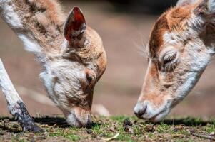 Deer grazing and relaxing in nature photo