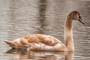 beautiful young brown swan swims on a pond photo