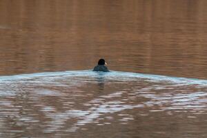Coot swims on a pond looking for food photo