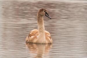 beautiful young brown swan swims on a pond photo