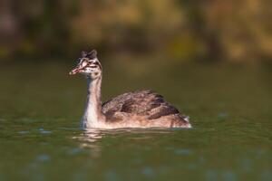 young great crested grebe chick swims on a pond photo