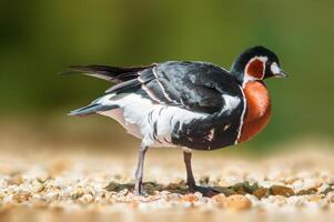 duck observes nature and looks for food photo