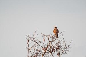 kestrel watches nature and looks for prey photo