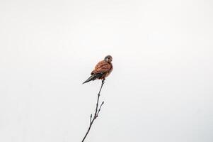 kestrel watches nature and looks for prey photo