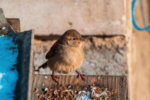 Sparrow sits on a branch and looks for food photo