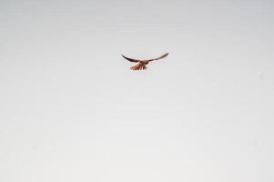 kestrel watches nature and looks for prey photo