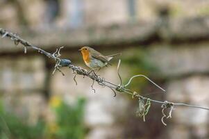 robin sits on a branch looking for food photo