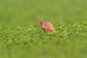 ciervo pasto y relajante en naturaleza foto