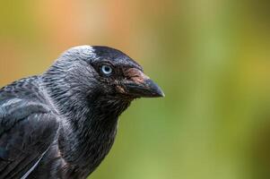 Jackdaw observes nature and looks for food photo