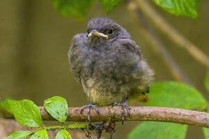 red start sits on a branch and looks for food photo