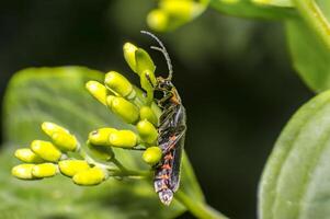 small soldier soft beetle on green blossom in fresh season natur photo