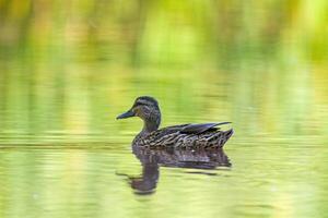 duck observes nature and looks for food photo