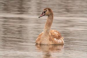 hermosa joven marrón cisne nada en un estanque foto