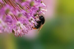 bee collecting pollen from a seasonal plant photo