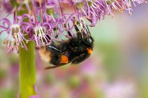 bee collecting pollen from a seasonal plant photo