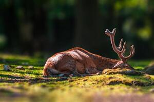 ciervo pasto y relajante en naturaleza foto