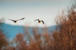 duck observes nature and looks for food photo