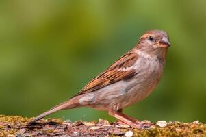 Sparrow sits on a branch and looks for food photo