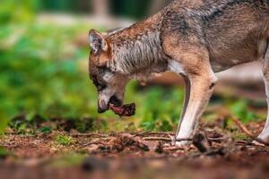 Wolf in the forest looking for prey photo